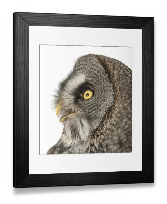Framed Print : Great Gray Owl, Strix nebulosa, isolated on white