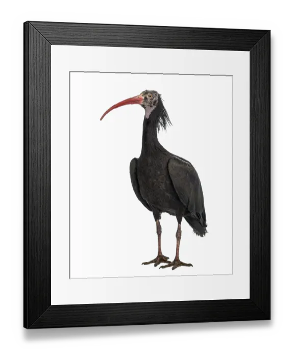 Framed Print : Northern Bald Ibis standing, Geronticus eremita Framed Print : Northern Bald Ibis standing, Geronticus eremita