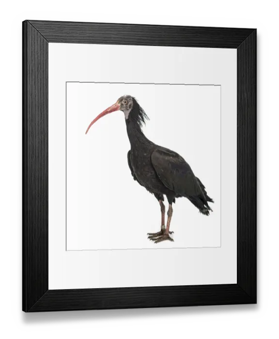 Framed Print : Northern Bald Ibis, Geronticus eremita Framed Print : Northern Bald Ibis, Geronticus eremita