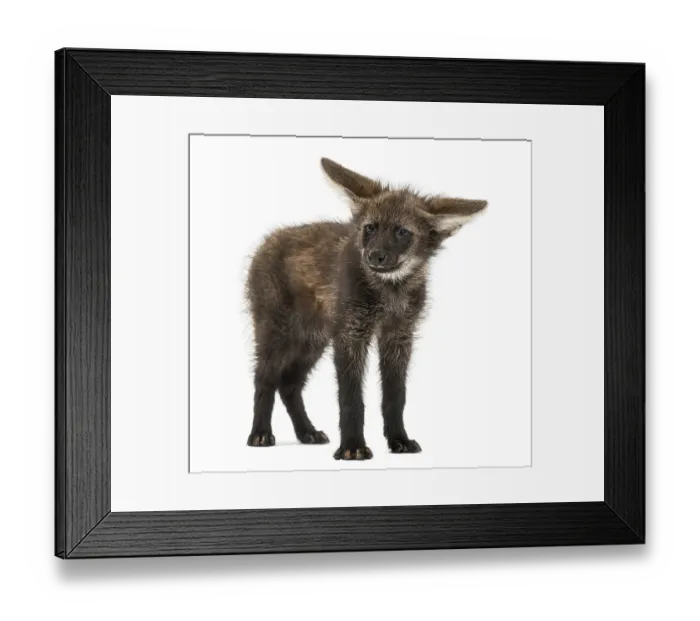 Framed Print : Maned Wolf cub standing, looking at the camera