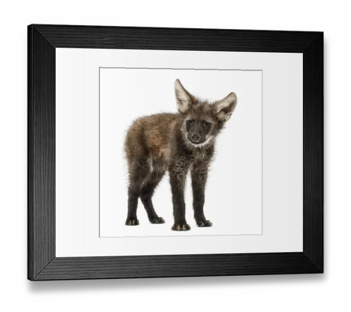 Framed Print : Maned wolf cub standing, looking at the camera