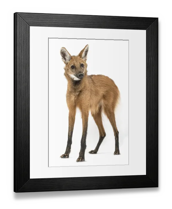 Framed Print : Maned Wolf, Chrysocyon brachyurus Framed Print : Maned Wolf, Chrysocyon brachyurus