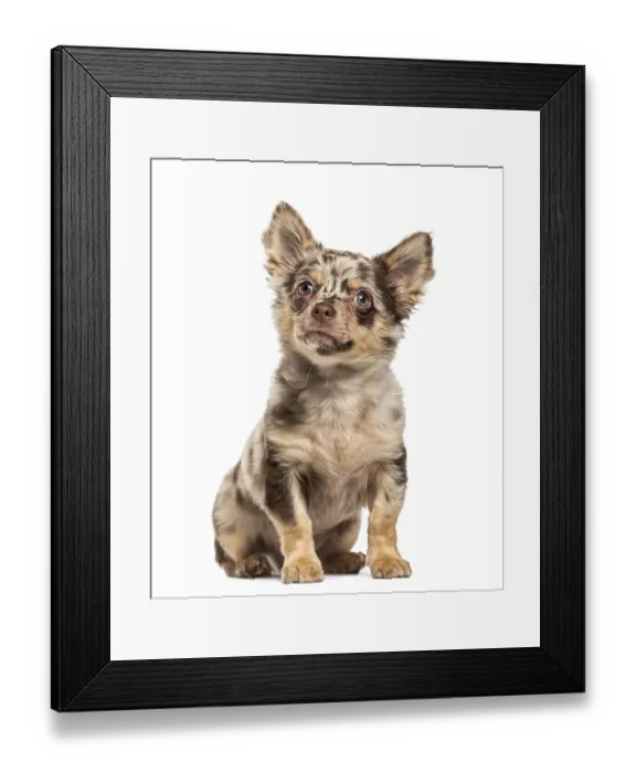 Framed Print : Chihuahua puppy sitting and looking up Framed Print : Chihuahua puppy sitting and looking up