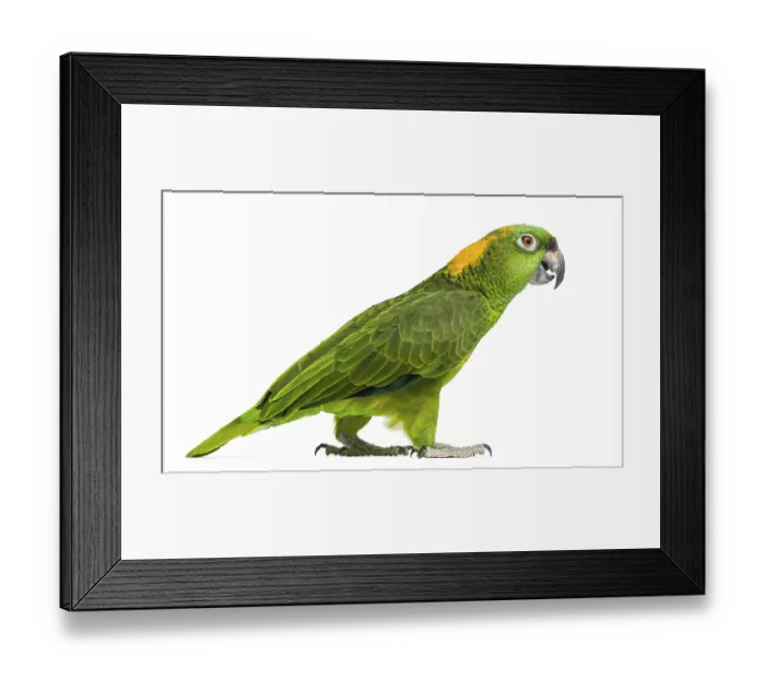 Framed Print : Side view of a Yellow-naped parrot walking (6 years old) Framed Print : Side view of a Yellow-naped parrot walking (6 years old)