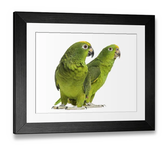 Framed Print : Panama Amazon and Yellow-crowned Amazon isolated on white