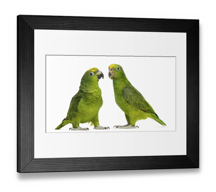 Framed Print : Panama Amazon and Yellow-crowned Amazon isolated on white Framed Print : Panama Amazon and Yellow-crowned Amazon isolated on white