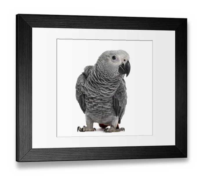 Framed Print : African Grey Parrot (3 months old) isolated on white