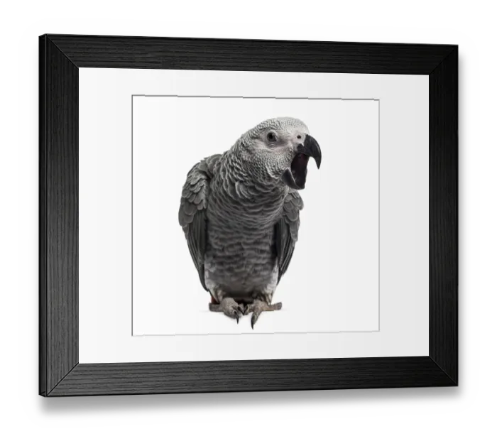 Framed Print : African Grey Parrot (3 months old) isolated on white