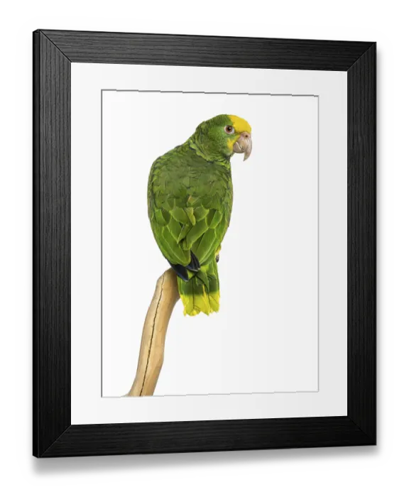 Framed Print : Double Yellow-headed Amazon (6 months old) perched on a branch Framed Print : Double Yellow-headed Amazon (6 months old) perched on a branch