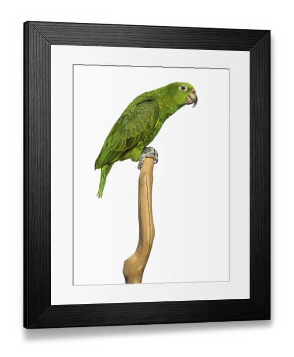 Framed Print : Panama Yellow-headed Amazon (5 months old) perched on a branch