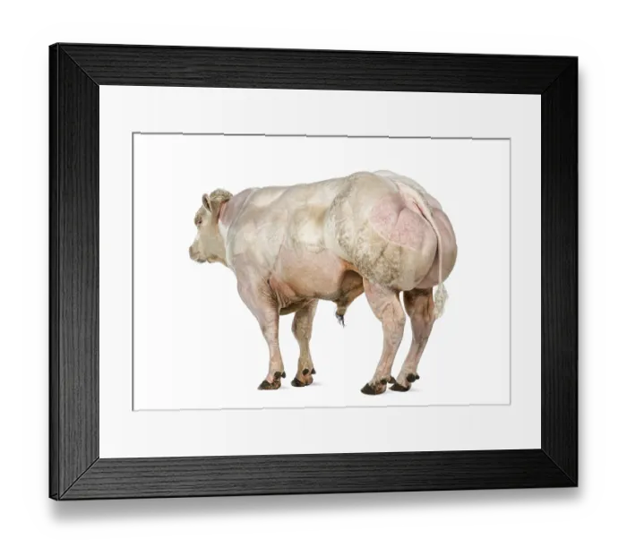 Framed Print : Belgian blue bull (8 months old) isolated on white Framed Print : Belgian blue bull (8 months old) isolated on white
