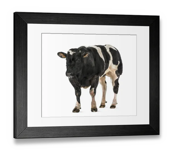 Framed Print : Belgian blue bull (16 months old) Framed Print : Belgian blue bull (16 months old)