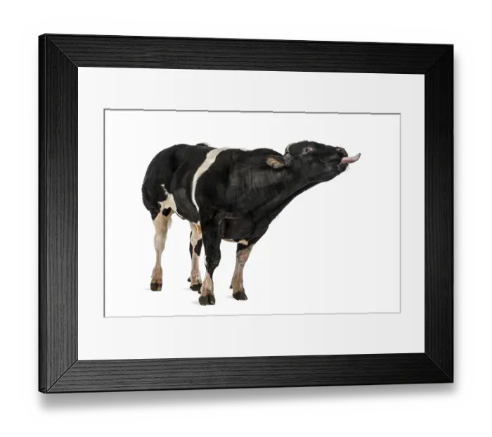 Framed Print : Belgian blue bull (16 months old)