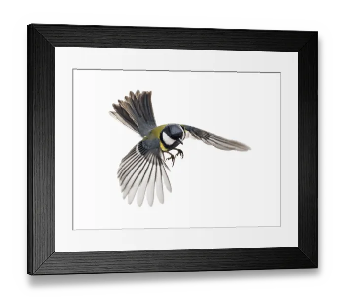 Framed Print : Great tit flying - Parus major Framed Print : Great tit flying - Parus major