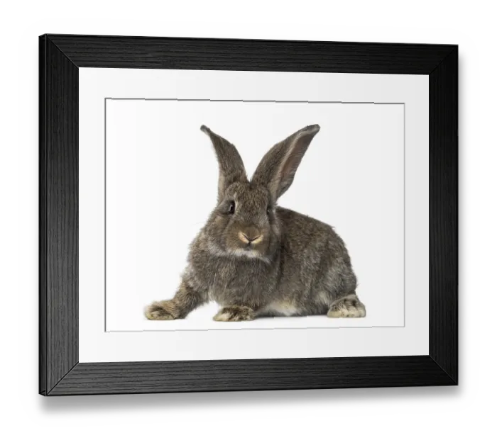 Framed Print : Rabbit, isolated on white Framed Print : Rabbit, isolated on white