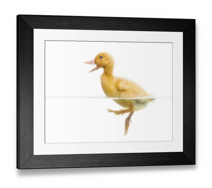 Framed Print : Duckling (7 days old) swimming and quacking Framed Print : Duckling (7 days old) swimming and quacking