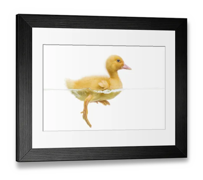 Framed Print : Duckling (7 days old) swimming, isolated on white