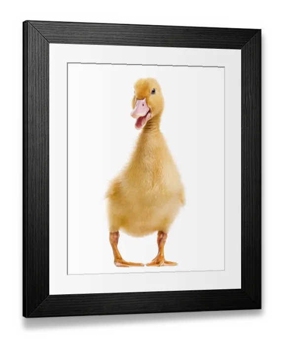 Framed Print : Duckling (7 days old) quacking, isolated on white Framed Print : Duckling (7 days old) quacking, isolated on white