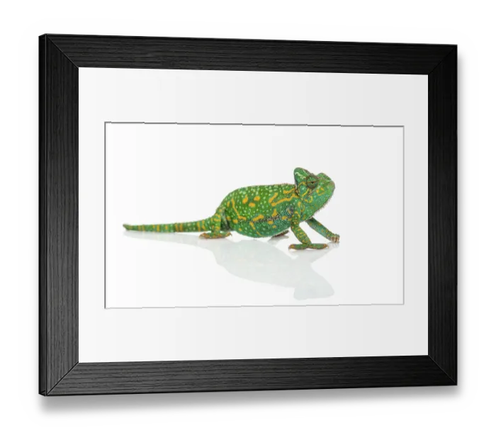 Framed Print : Yemen chameleon - Chamaeleo calyptratus - isolated on white