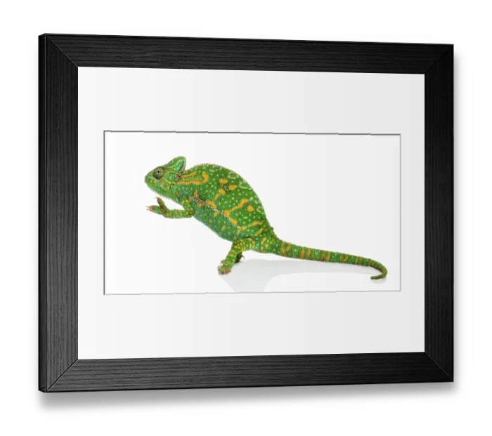 Framed Print : Yemen chameleon on hind legs - Chamaeleo calyptratus - isolated on white