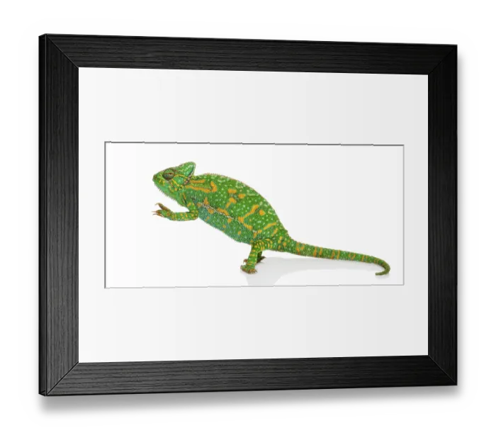 Framed Print : Yemen chameleon on hind legs - Chamaeleo calyptratus - isolated on white