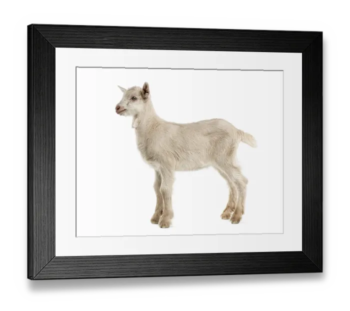 Framed Print : Goat kid (8 weeks old) isolated on white Framed Print : Goat kid (8 weeks old) isolated on white