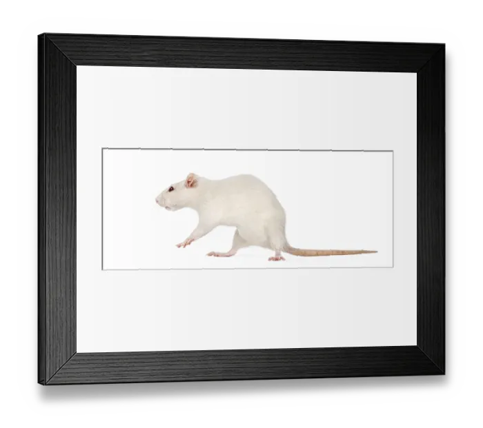 Framed Print : Rat (8 months old), isolated on white