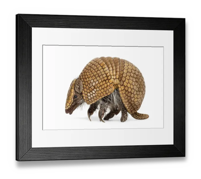 Framed Print : Brazilian three-banded armadillo