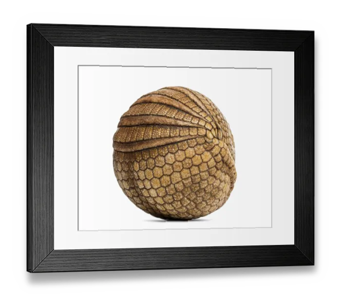 Framed Print : Brazilian three-banded armadillo rolled up
