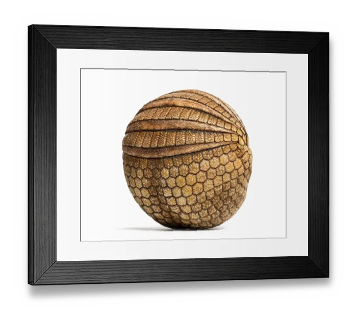 Framed Print : Brazilian three-banded armadillo rolled up