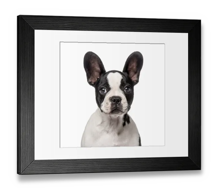Framed Print : French Bulldog puppy (3 months old)