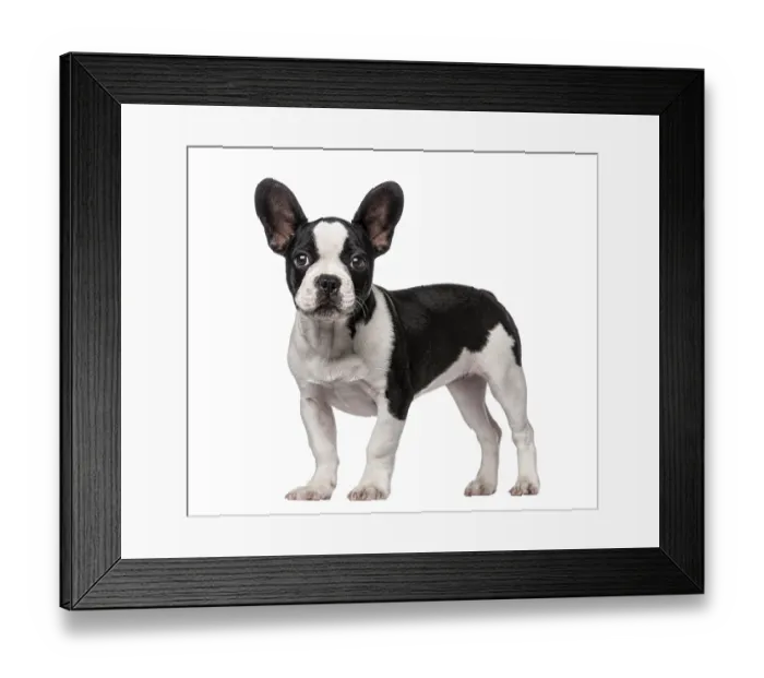 Framed Print : French Bulldog puppy (3 months old)