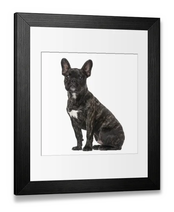 Framed Print : French Bulldog puppy (5 months old) Framed Print : French Bulldog puppy (5 months old)