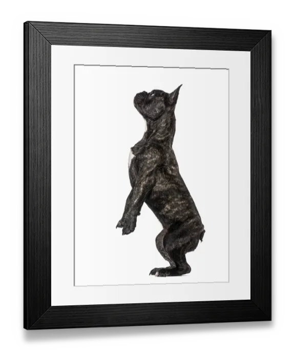 Framed Print : French Bulldog puppy (5 months old) Framed Print : French Bulldog puppy (5 months old)
