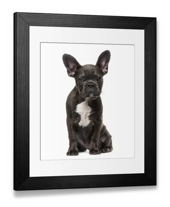 Framed Print : French Bulldog puppy (5 months old)