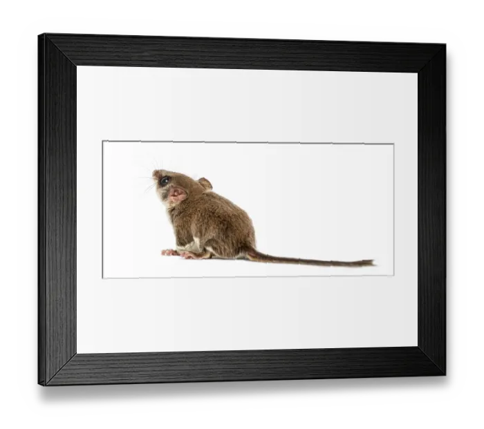 Framed Print : Sugar glider - Acrobates pygmaeus Framed Print : Sugar glider - Acrobates pygmaeus