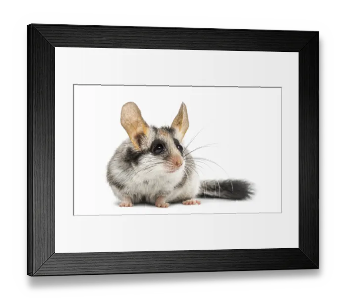 Framed Print : Asian garden dormouse (Eliomys melanurus) isolated on white Framed Print : Asian garden dormouse (Eliomys melanurus) isolated on white