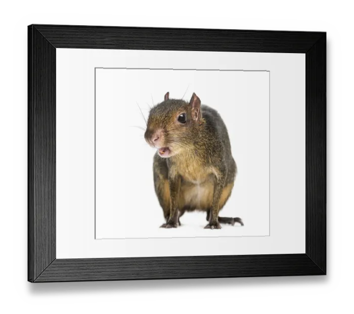 Framed Print : Green acouchi, Myoprocta pratti, isolated on white