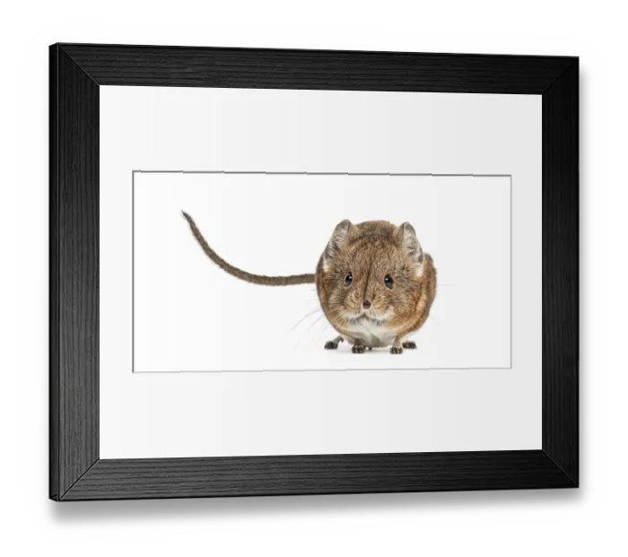 Framed Print : Elephant shrew - Macroscelides proboscideus - isolated on whitre Framed Print : Elephant shrew - Macroscelides proboscideus - isolated on whitre