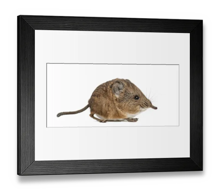 Framed Print : Elephant shrew - Macroscelides proboscideus - isolated on whitre