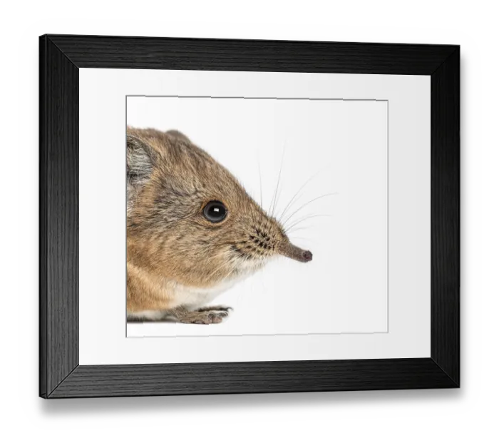 Framed Print : Elephant shrew - Macroscelides proboscideus - isolated on whitre Framed Print : Elephant shrew - Macroscelides proboscideus - isolated on whitre