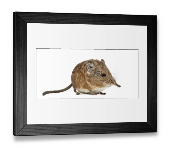 Framed Print : Elephant shrew - Macroscelides proboscideus - isolated on whitre Framed Print : Elephant shrew - Macroscelides proboscideus - isolated on whitre