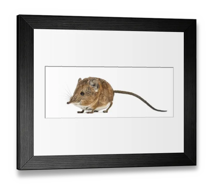 Framed Print : Elephant shrew - Macroscelides proboscideus - isolated on whitre Framed Print : Elephant shrew - Macroscelides proboscideus - isolated on whitre