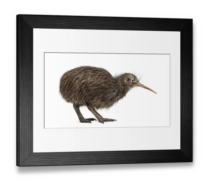 Framed Print : North Island Brown Kiwi, Apteryx mantelli