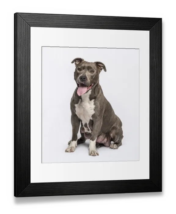 Framed Print : American Staffordshire terrier sitting Framed Print : American Staffordshire terrier sitting