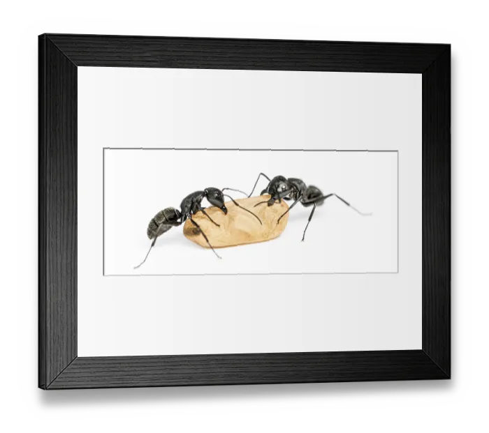 Framed Print : Two Carpenter ants, Camponotus vagus Framed Print : Two Carpenter ants, Camponotus vagus