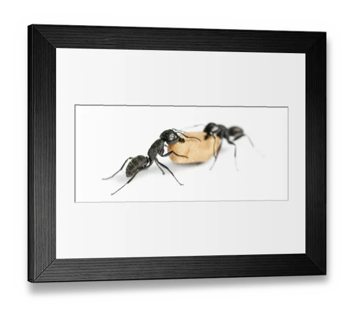 Framed Print : Two Carpenter ants, Camponotus vagus Framed Print : Two Carpenter ants, Camponotus vagus
