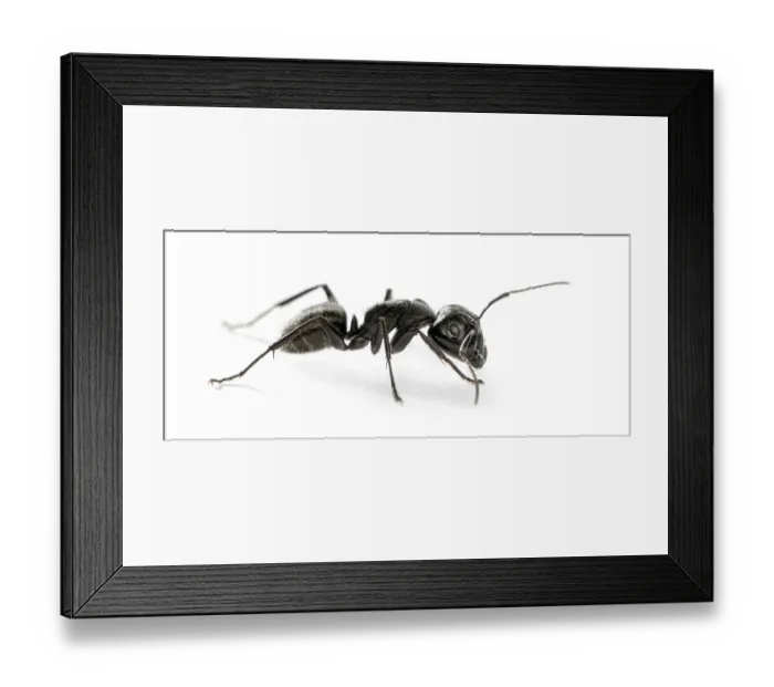 Framed Print : Carpenter ant, Camponotus vagus Framed Print : Carpenter ant, Camponotus vagus