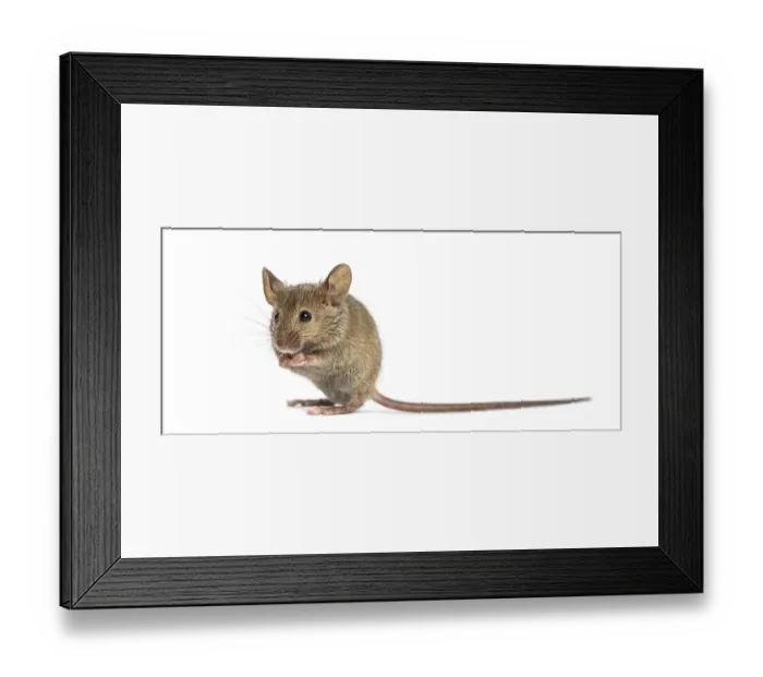 Framed Print : Wood mouse cleaning itself in front of a white background Framed Print : Wood mouse cleaning itself in front of a white background