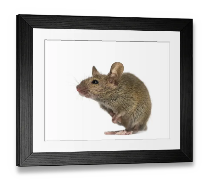 Framed Print : Wood mouse in front of a white background Framed Print : Wood mouse in front of a white background